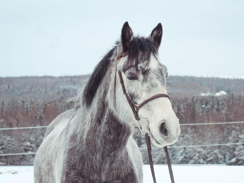 Reaching Strides Equestrian Centre, Port Hood, Cape Breton, Nova Scotia