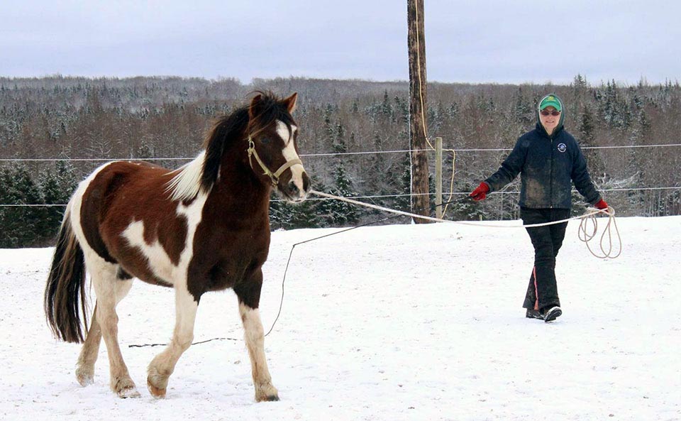 Reaching Strides Equestrian Centre, Port Hood, Cape Breton, Nova Scotia