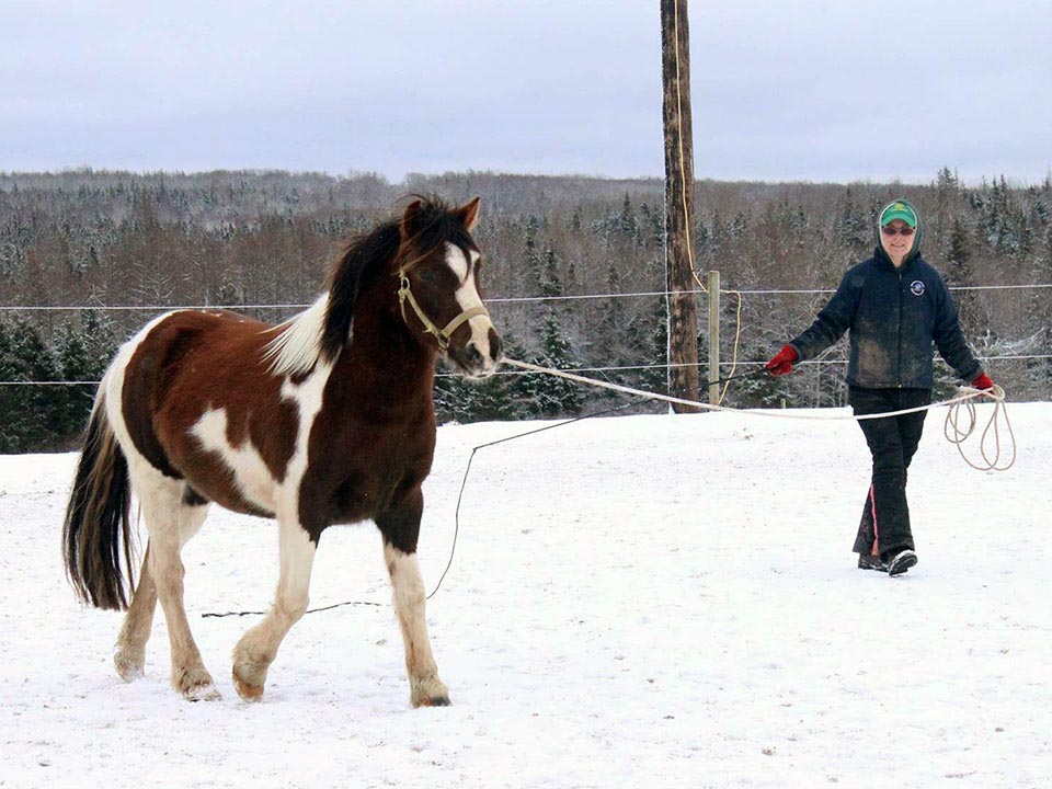 Reaching Strides Equestrian Centre, Port Hood, Cape Breton, Nova Scotia